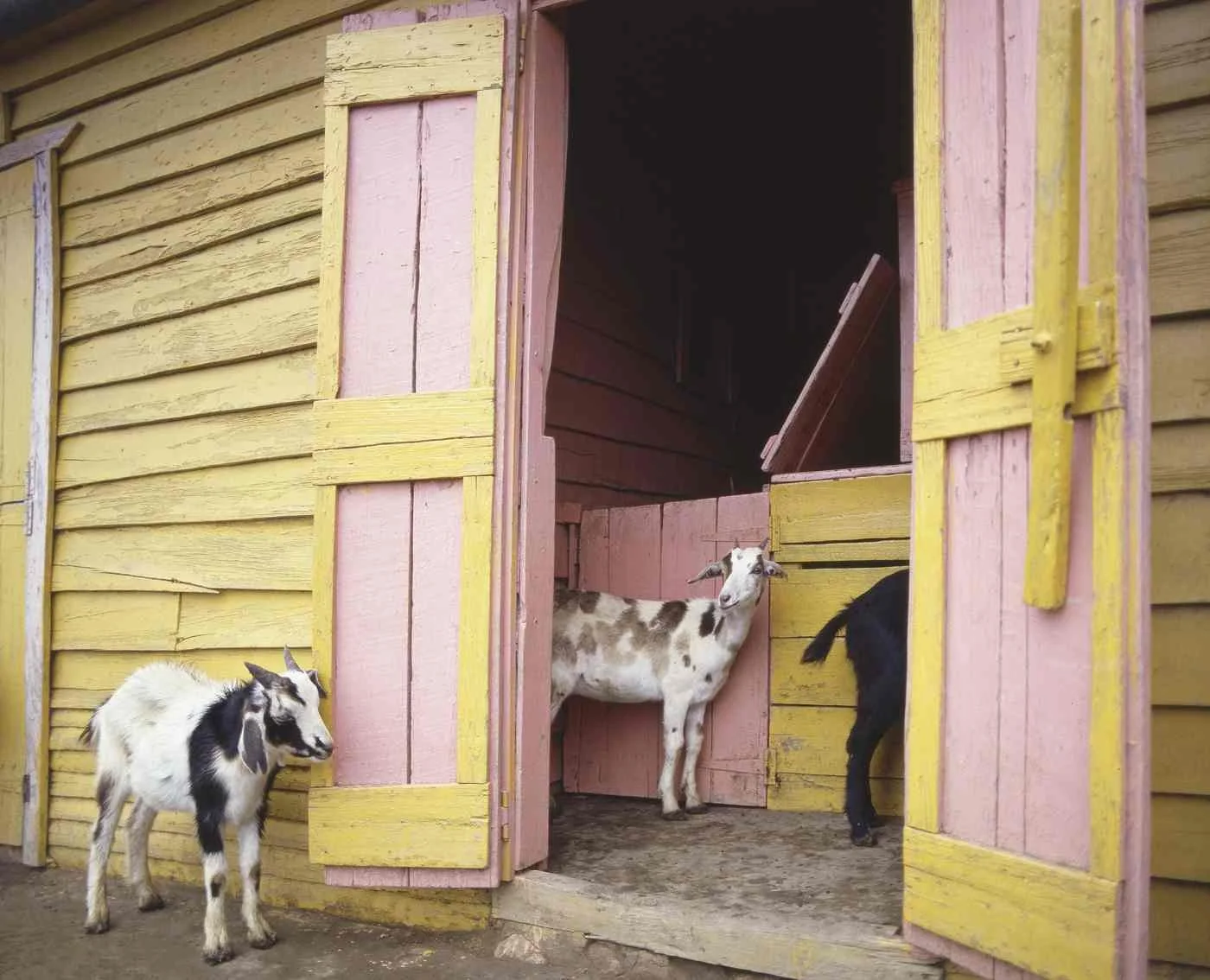 Chivos de Hato al Medio. 1988