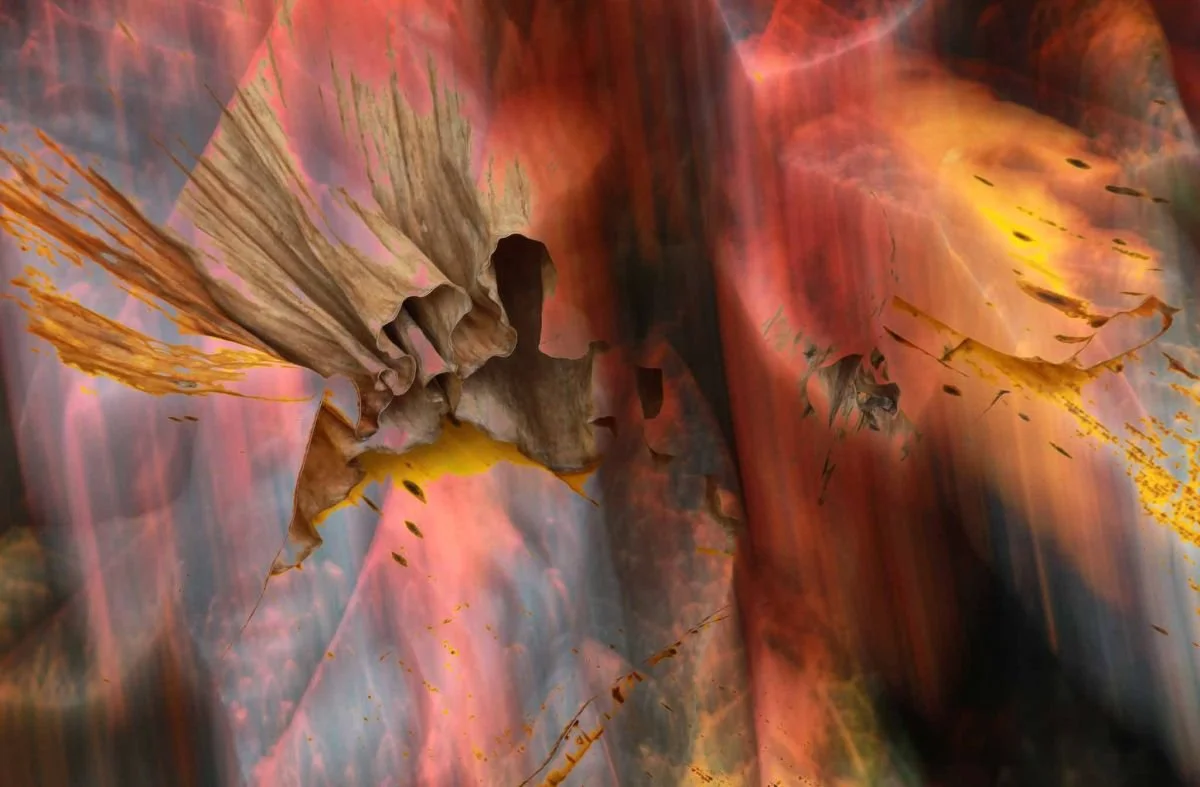 Del Interior del Platanal. 2008