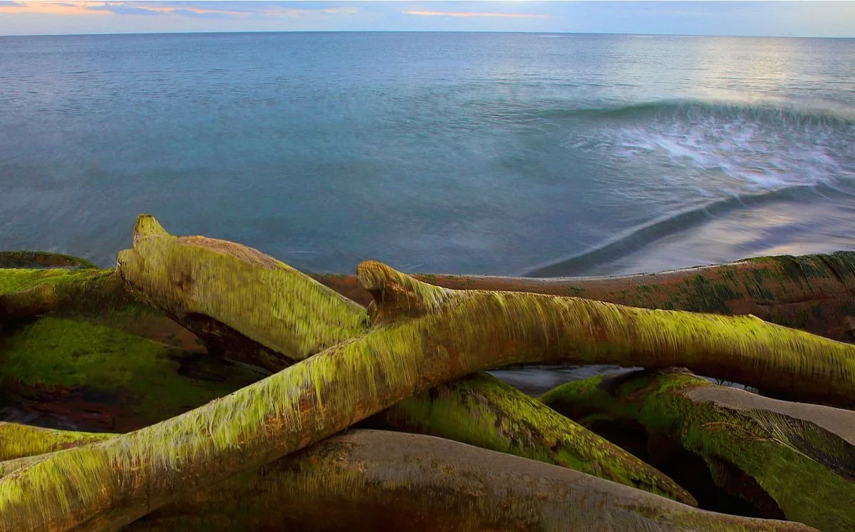 Troncos en el Rio Soco.  2019 
