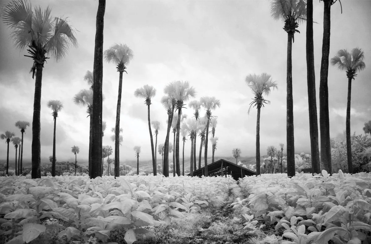 Campo de Tabaco, La Delgada, Santiago. 2009