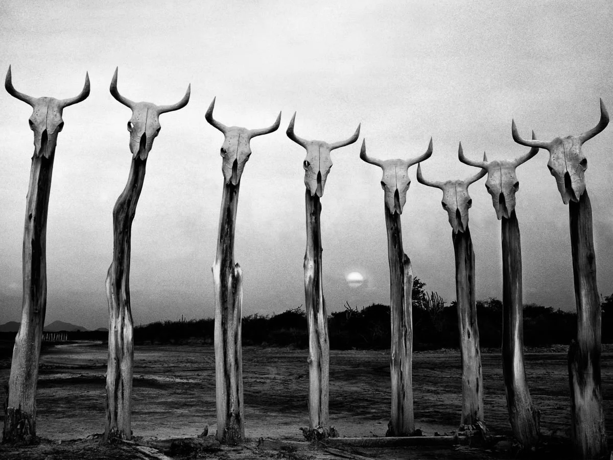 Monumento al Depredador Sapiens. 2007