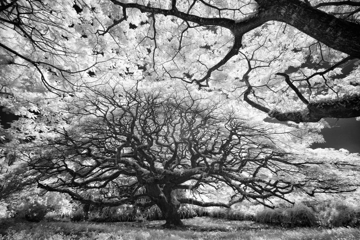Samán Centenario, Tamboril. 2009