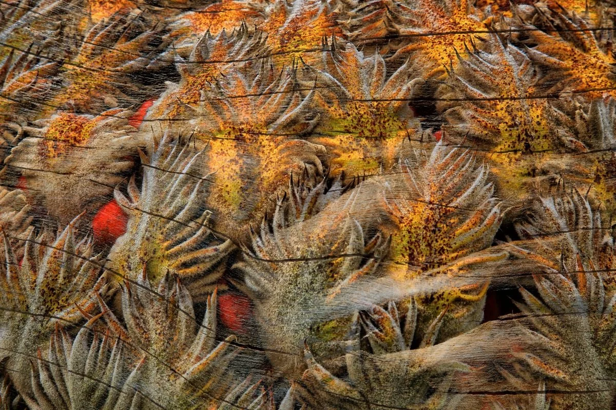 Espinas de Isabel T. 2013