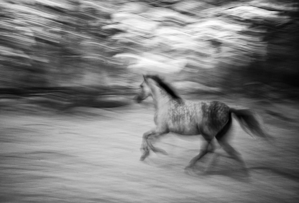 Alazán de Paso Fino. 2010