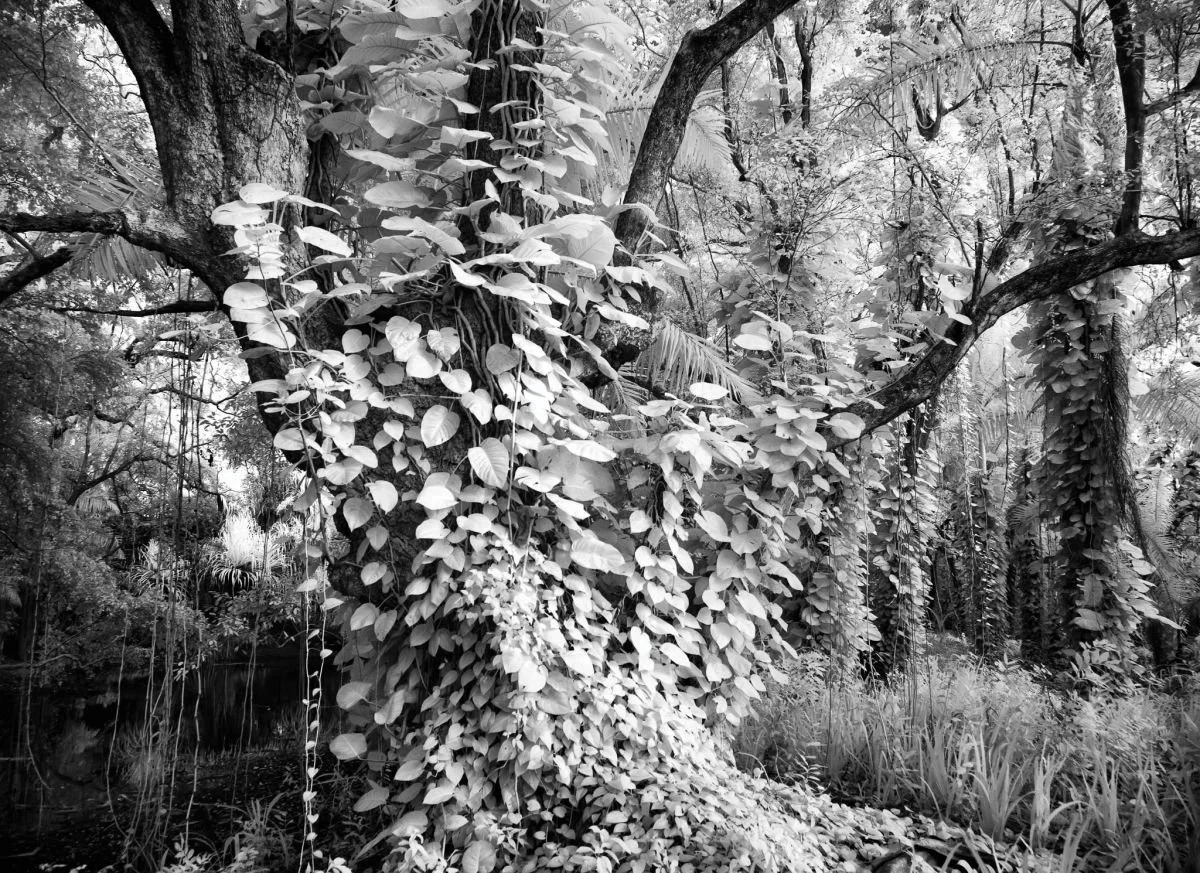Bosque de Playa Dorada, Puerto Plata. 2008