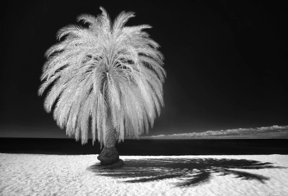 Palmera en Cabo Rojo, Pedernales. 2009