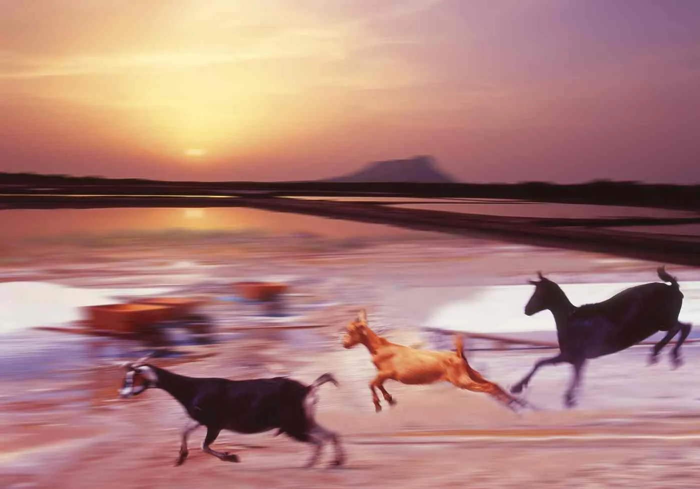 Chivos Montecristeños. 2007