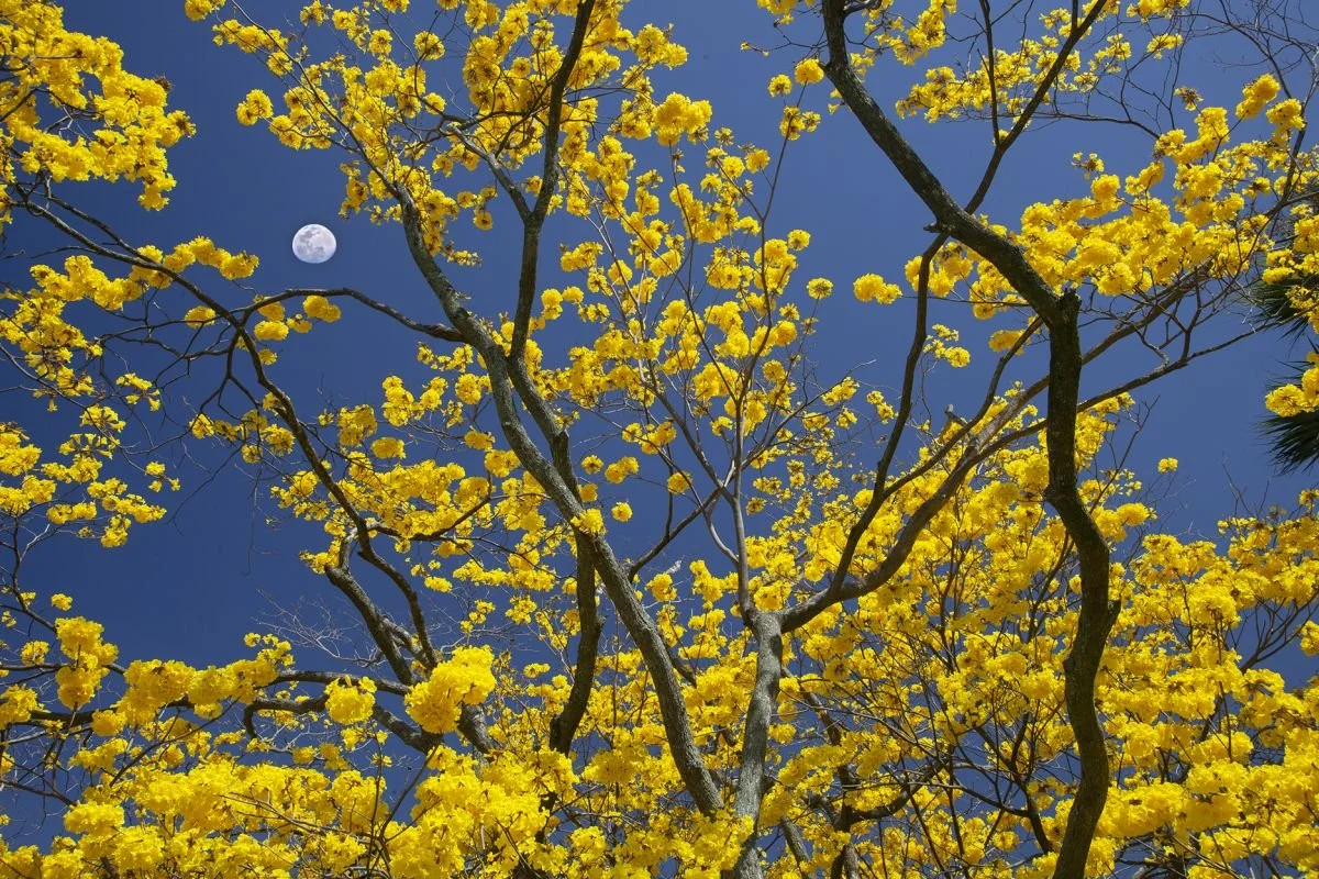 Arbol Araguaney. Centro Leon. 2021