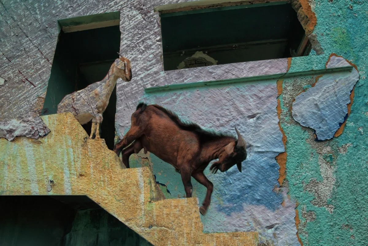 Chivos con Residencia 2. 2011