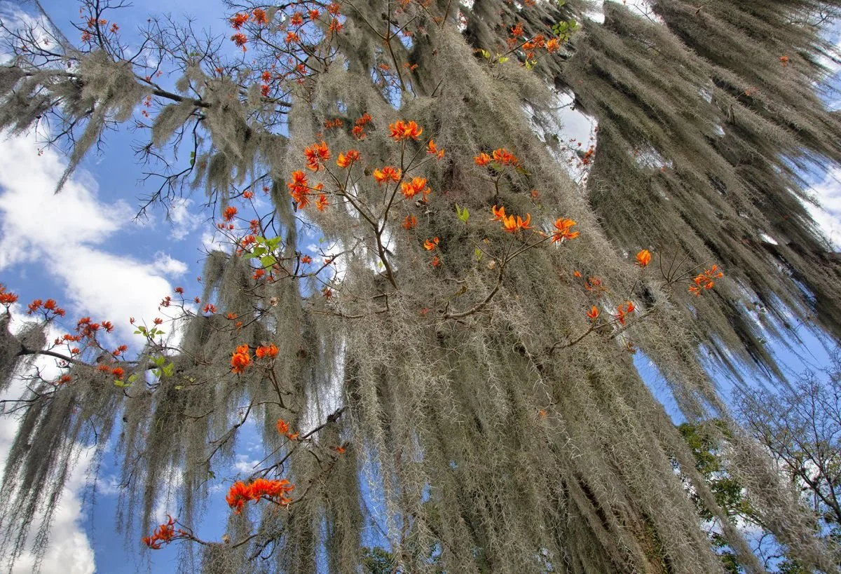 Amapolas y Guajaca. 2023