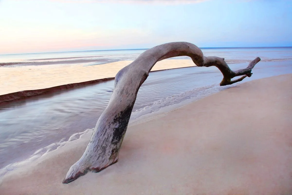 Tronco Marino, Las Terrenas. 2019