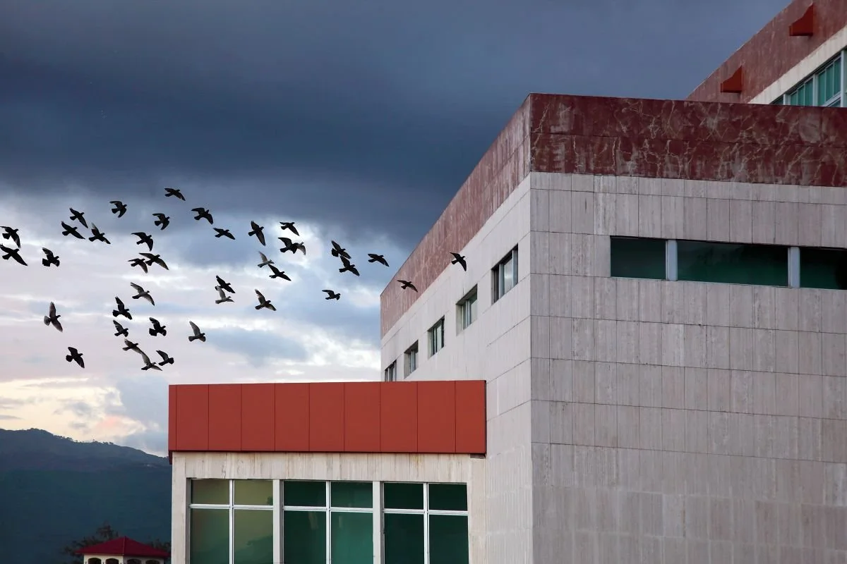 Vuelo, Santiago. 2018