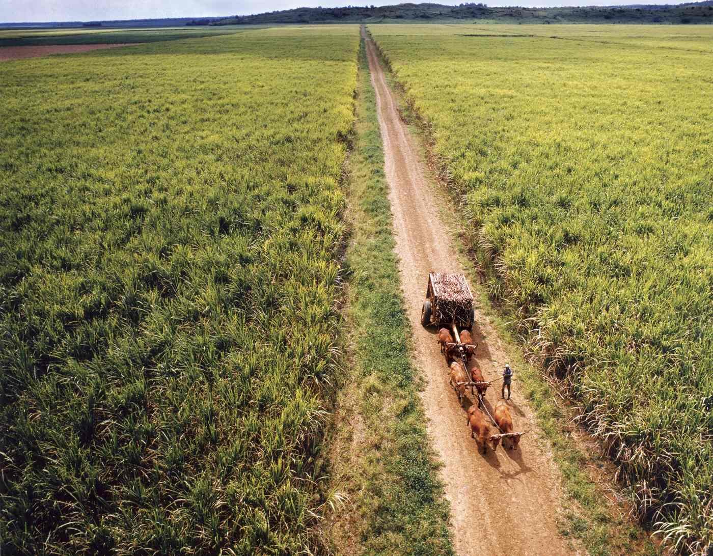 Cañaveral de La Romana. 1985