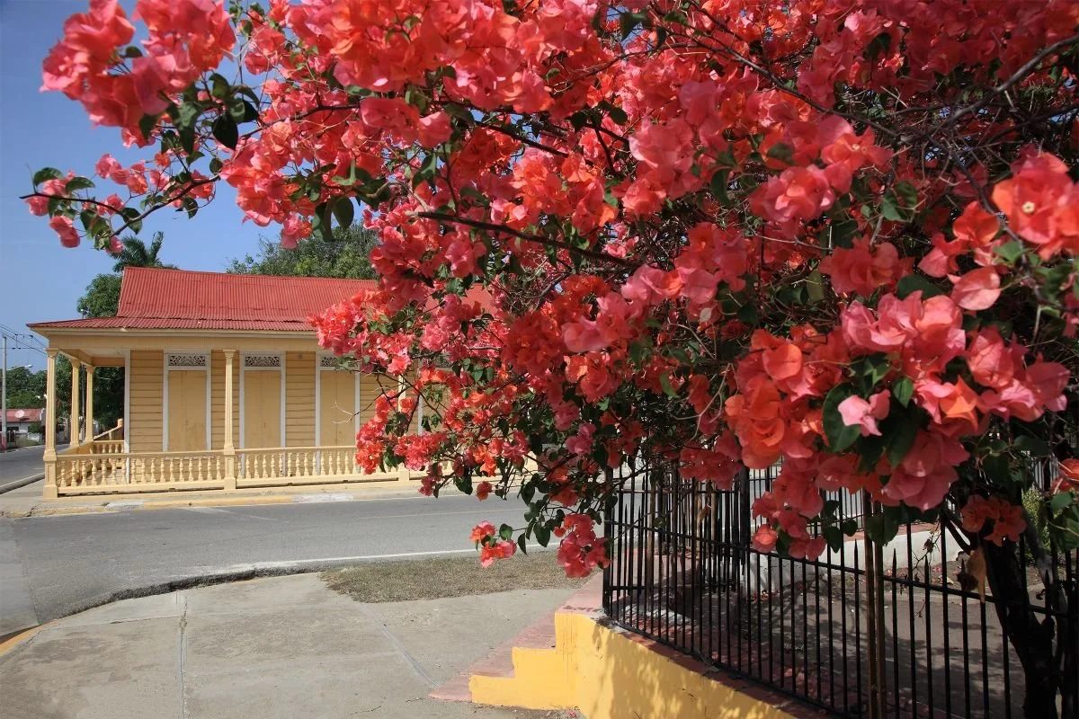 Colores de Montecristi. 2017