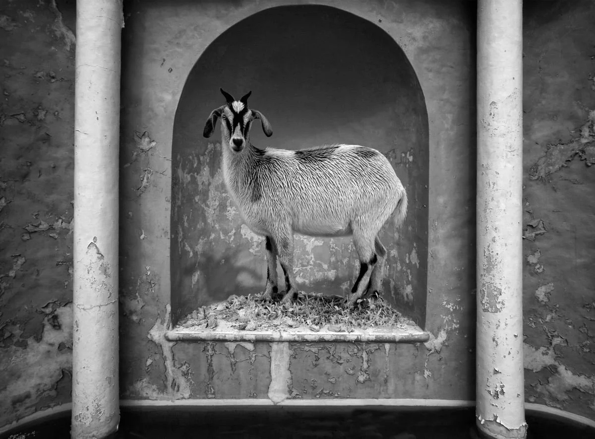 Chiva Modelo 2009. 2009