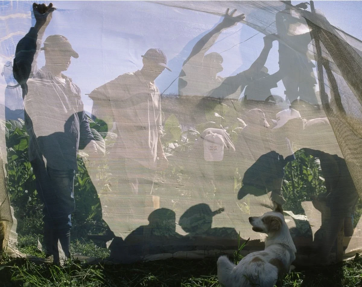 Siluetas del Campo Tabaquero, Jicomé 2005