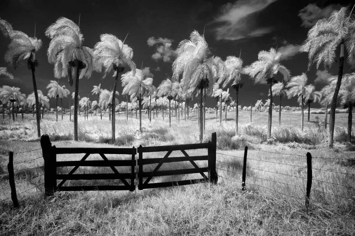 Palmar de Sabaneta de Yásica. 2009