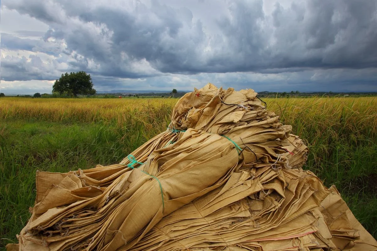 Esperando la Cosecha. 2020