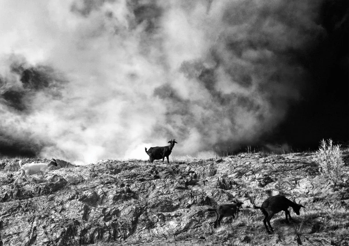 Chivos de Monción. 2009