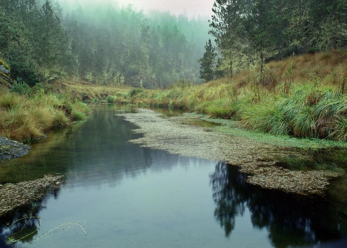 Arroyo Los Gatos, Valle Nuevo. 2014