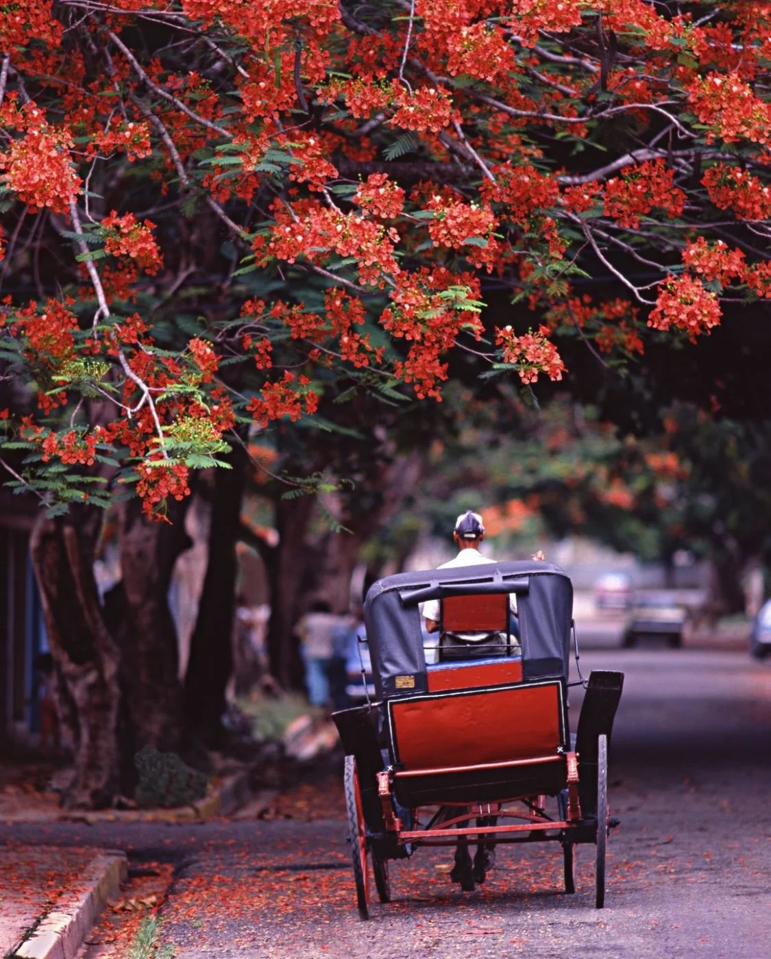 Coche y Flamboyán, Santiago 1985