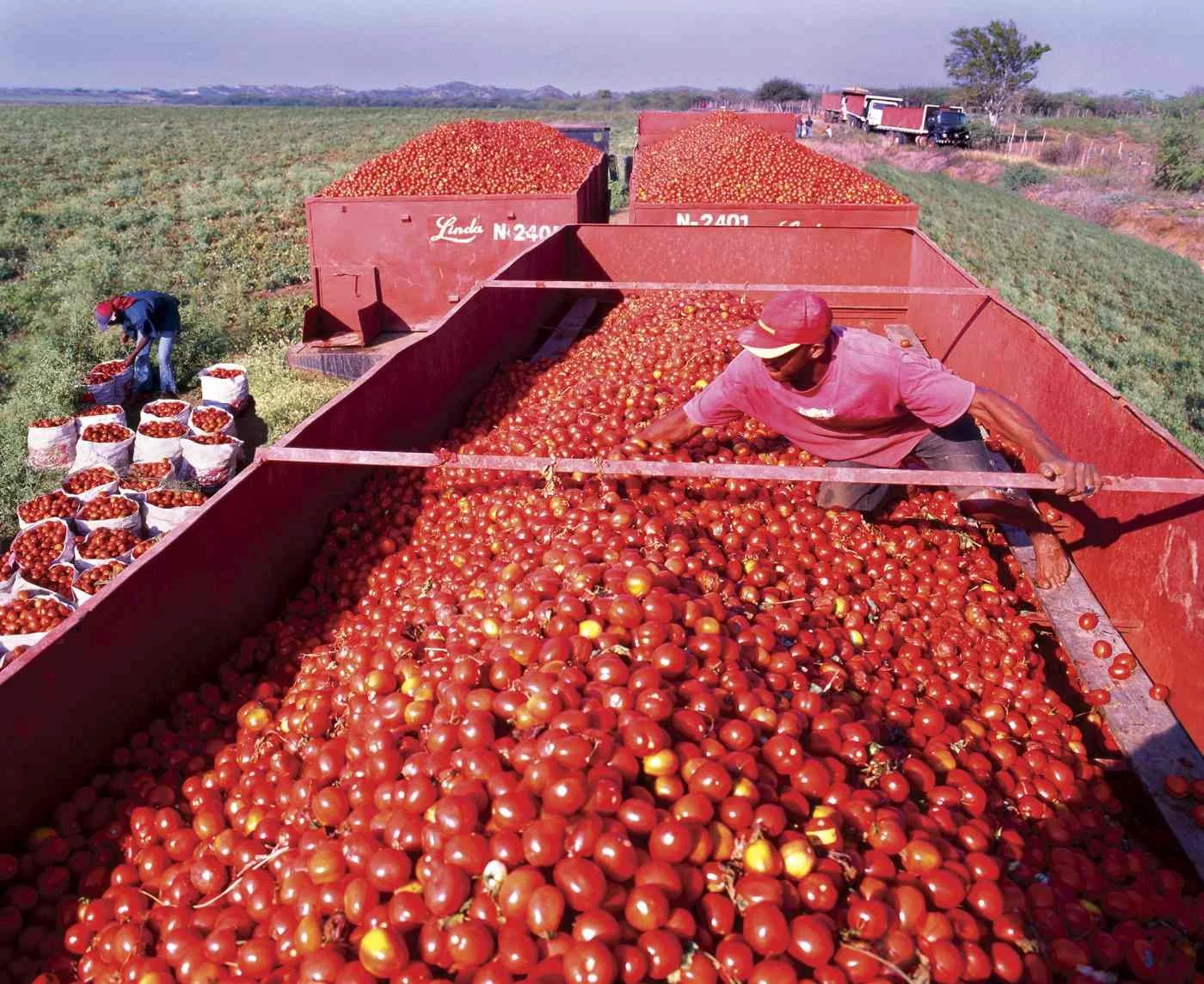 Cosechando Tomates en Botoncillo. 2007