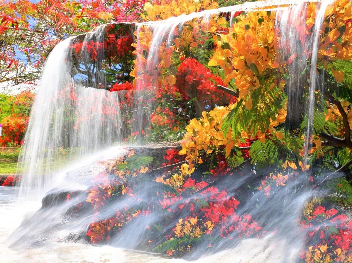 Framboyanes Más Agua. 2010