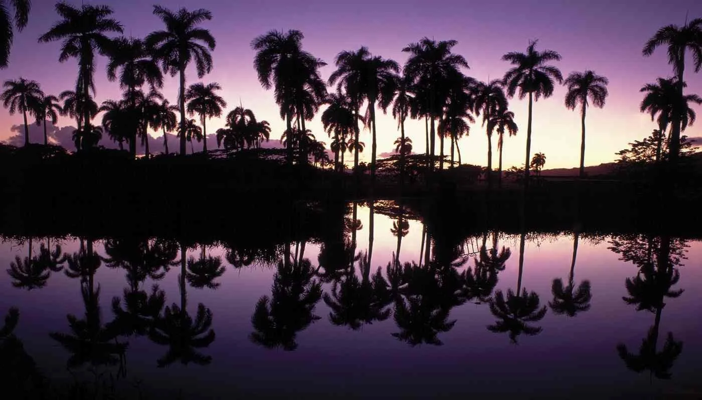 Palmar de Sabaneta. 2005