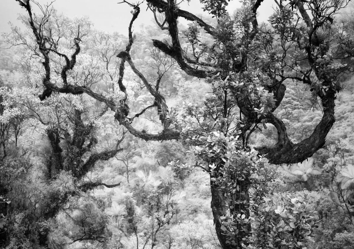 Bosque de Lluvia, Carretera de Constanza 2. 2009
