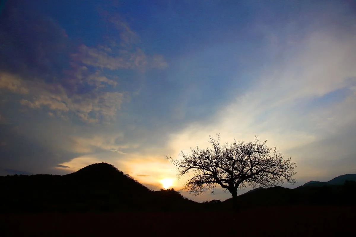 Despedida del Árbol. 2020