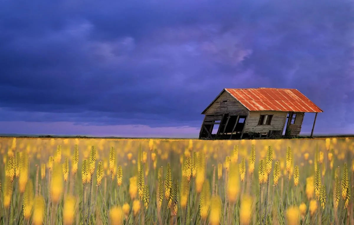 Campo de Sabila en Las Matas de Santa Cruz. 2018