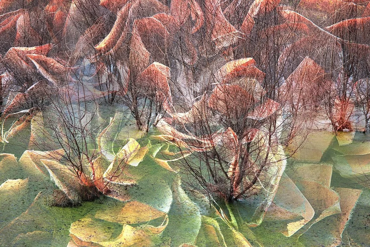 Telaranas de Maimon. 2024