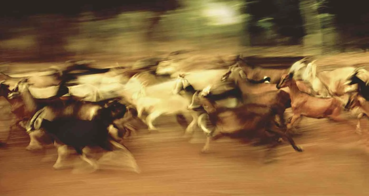 Chivos Bien Chivos. 2000