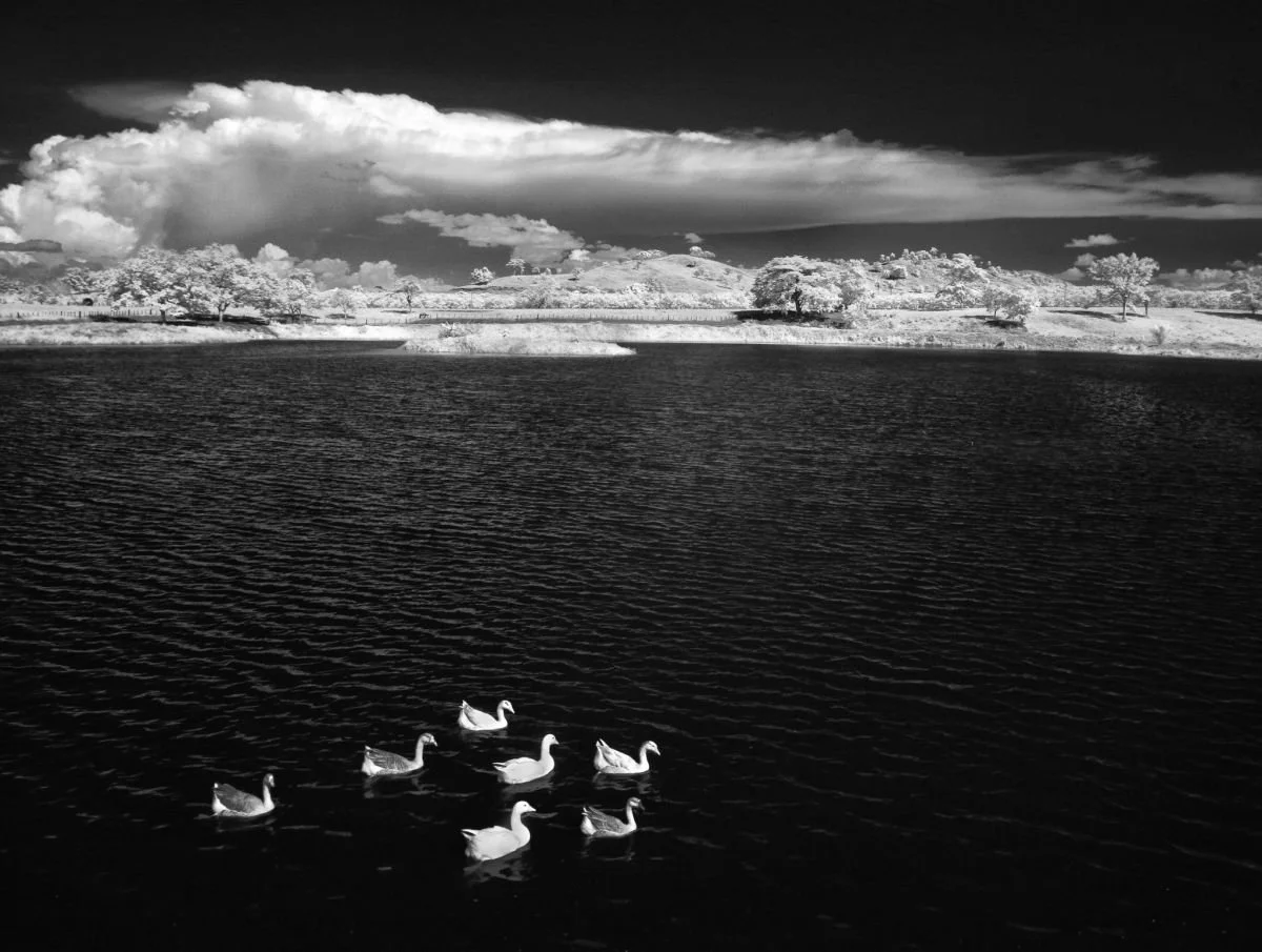 Paisaje con Gansos, Bonao. 2009