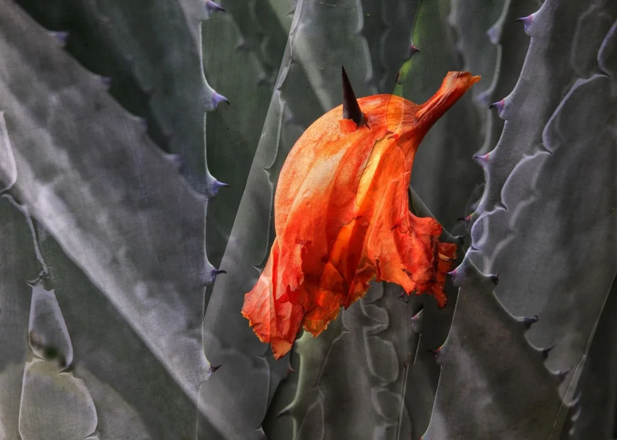 Flor Ofrendada. 2003