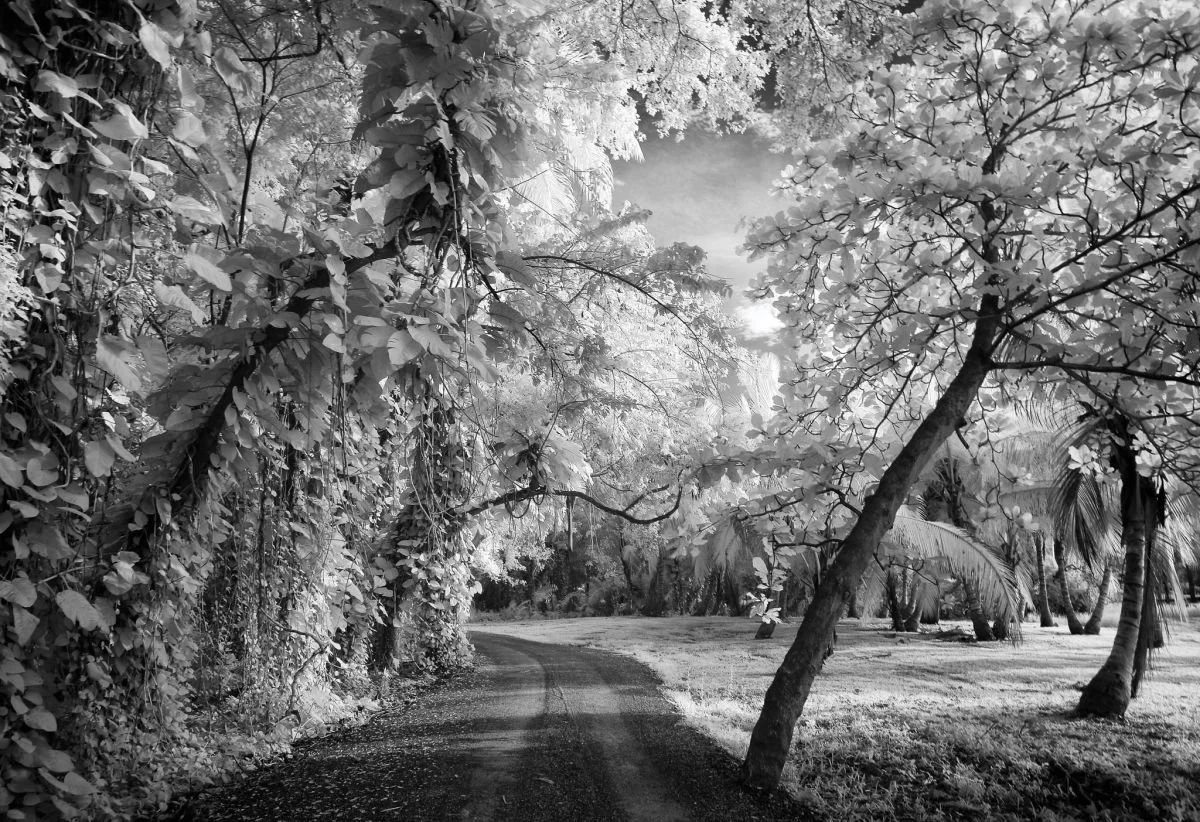 Arboleda de Playa Dorada, Puerto Plata. 2008