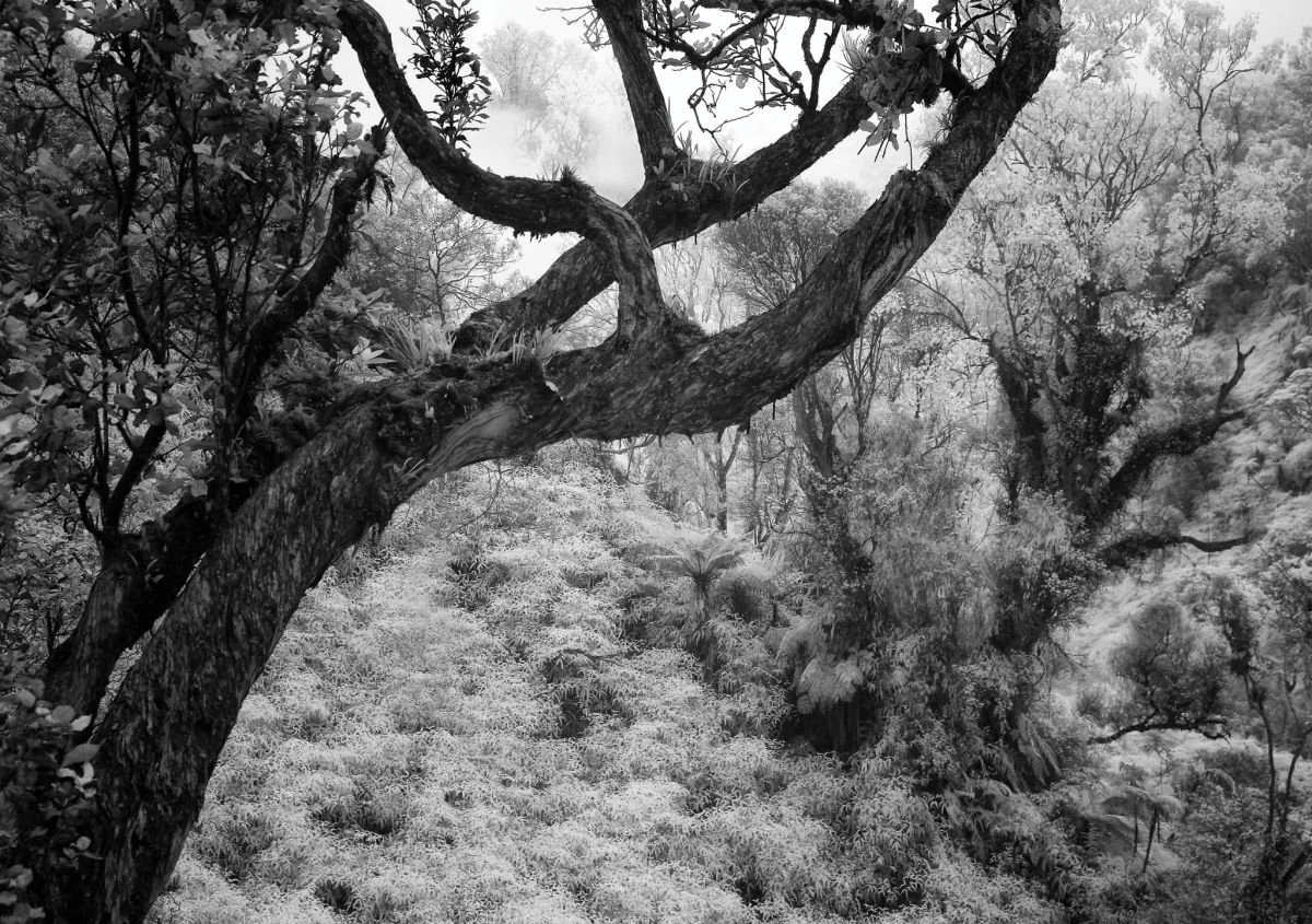 Bosque de Lluvia, Carretera de Constanza 1. 2009