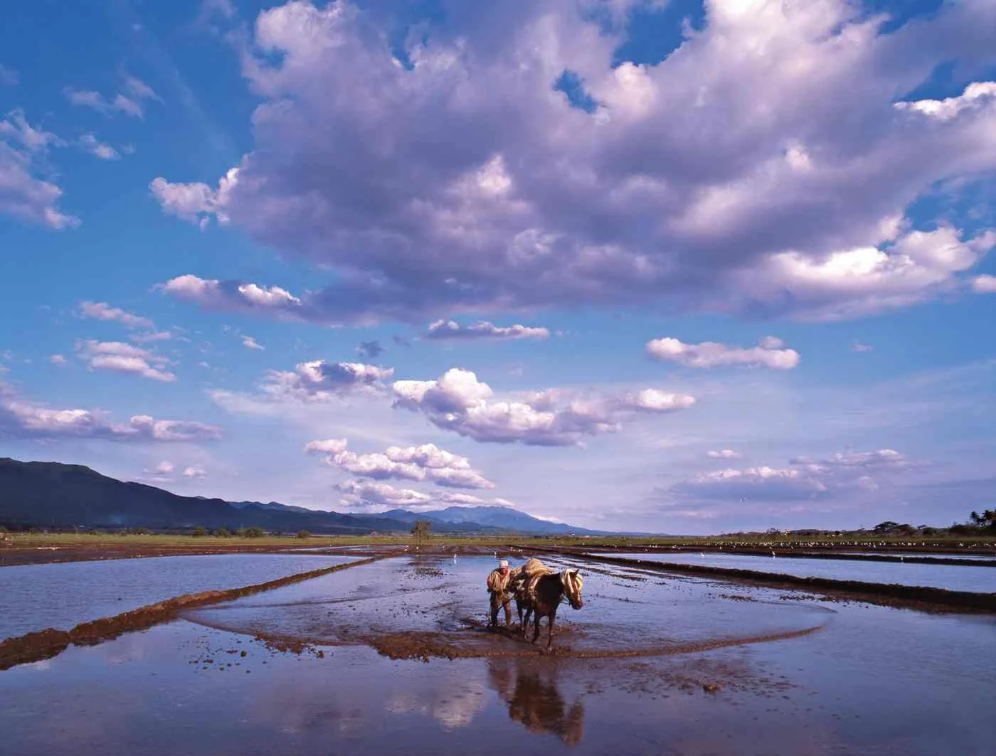Preparando Campo de Arroz, Esperanza. 2006