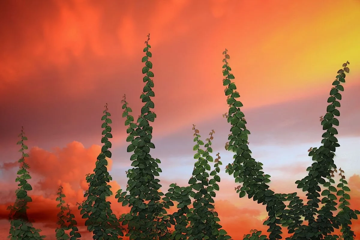 Hiedra Trepando el Atardecer. 2014