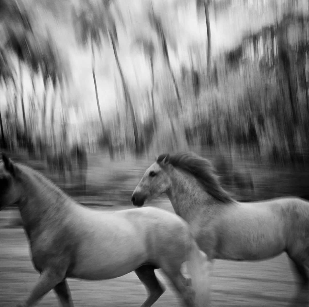 Caballos Galopando en Jacagua. 2010