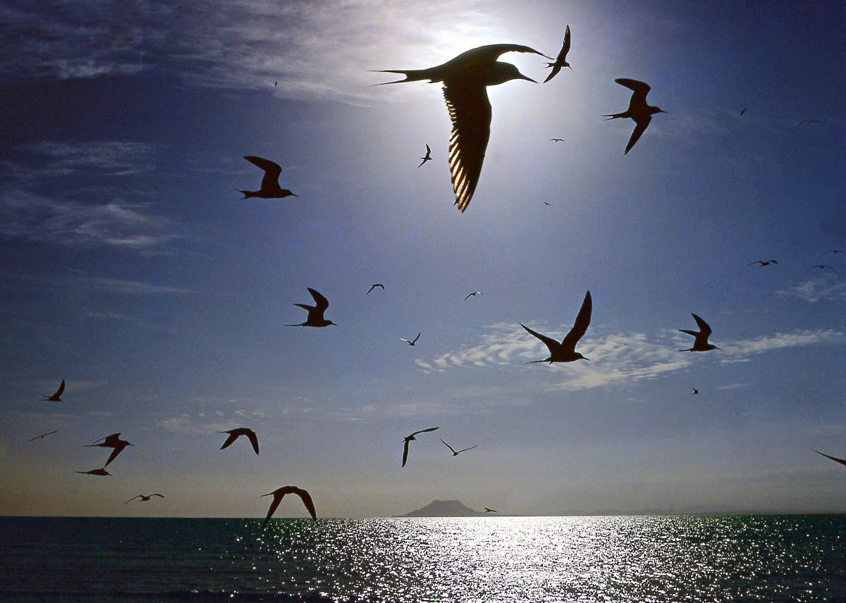 Bubíes en Cayo Tuna, Monte Cristi. 1978
