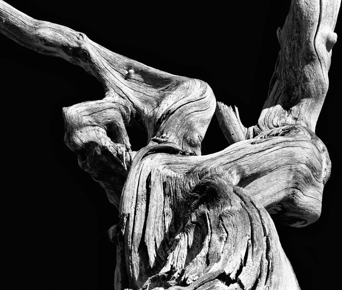 Tronco Centenario en Los Tablones, Manabao. 1983