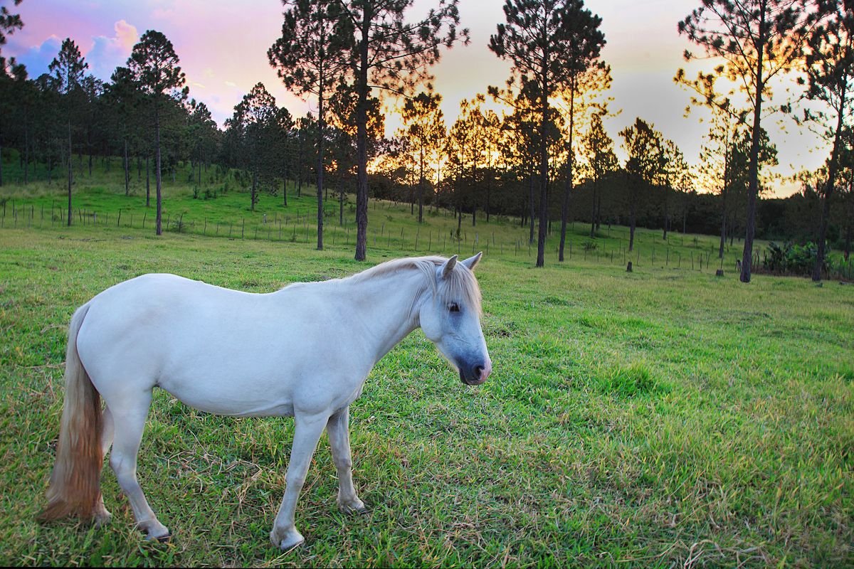 Caballo de Los Montones. 2019