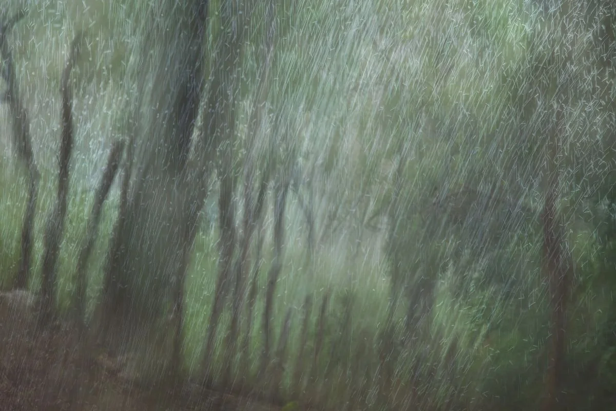 Lloviendo en Jicomé. 2020