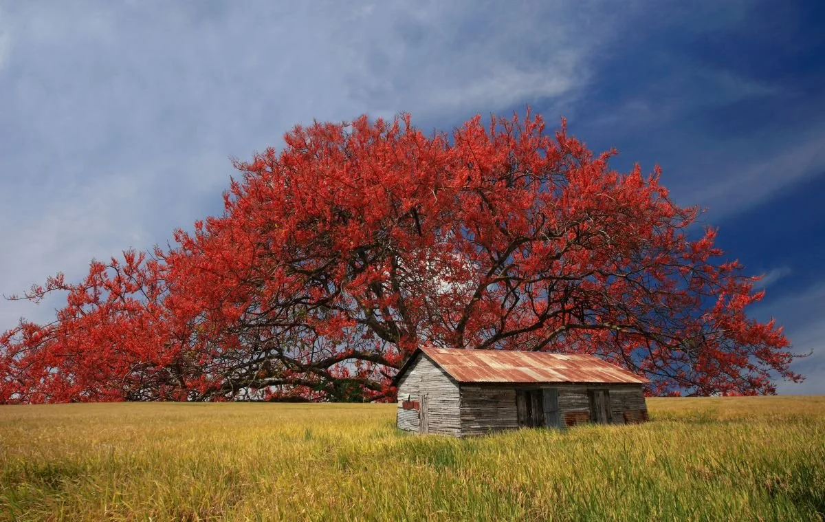 Paisaje con Cañafistola. 2013