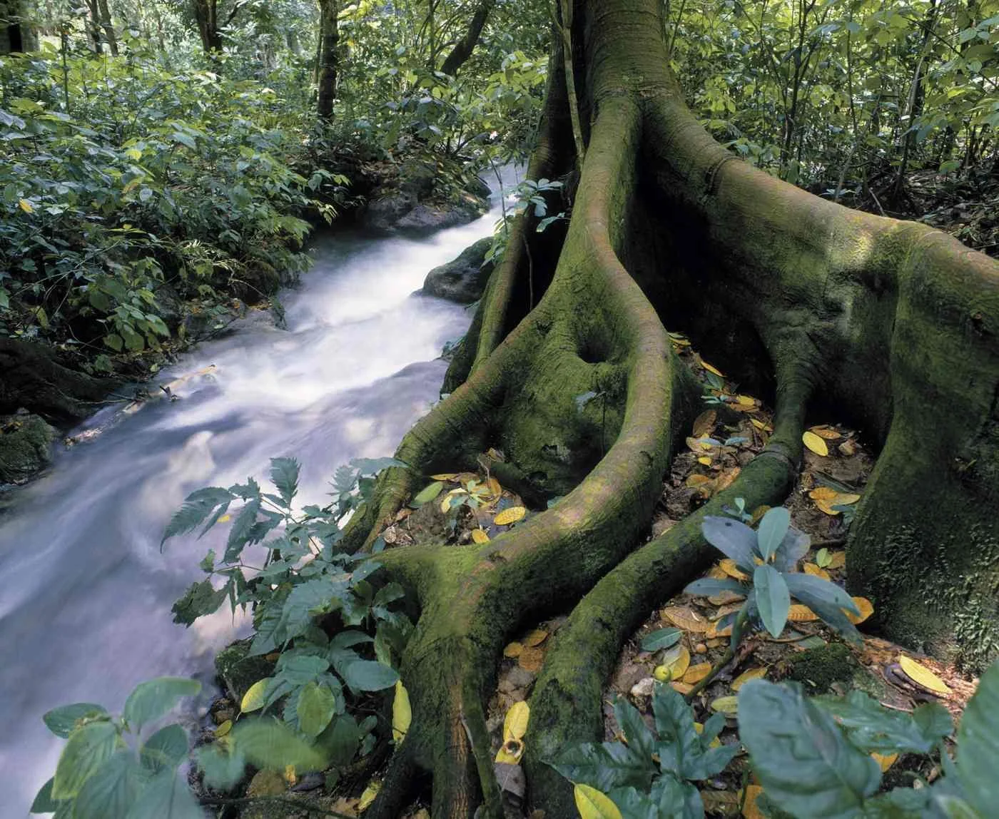 Río San Rafael, Barahona. 1987