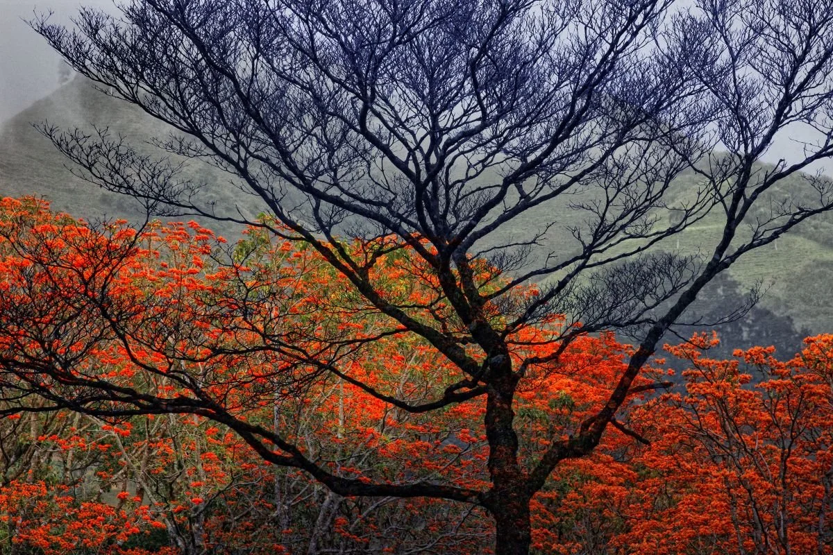 Amapolas de Palo Quemado. 2011