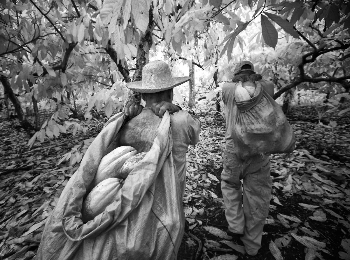 Cosechando Cacao en Salcedo. 2009