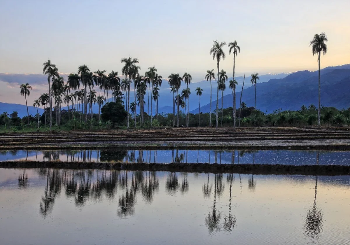 Reflejos del Arrozal.  2022