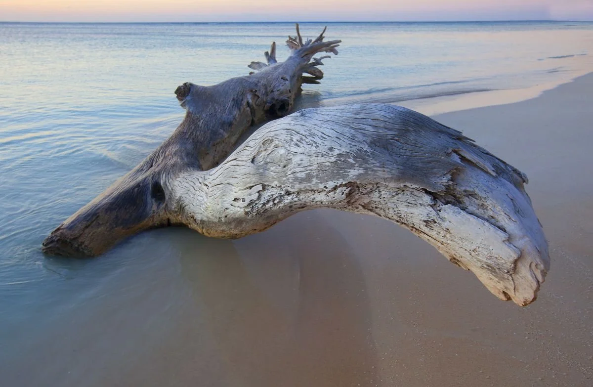 Tronco en La Ensenada, Punta Rucia. 2017